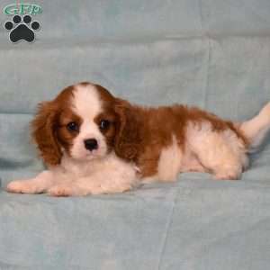 Clover, Cavalier King Charles Spaniel Puppy